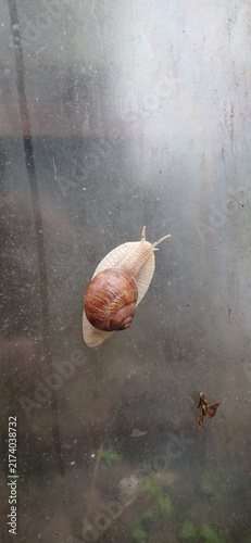 Foto Roman snail (Helix pomatia) crawling on dirty transparent glass surface