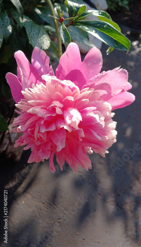 Foto Blooming pink peony flower with dew drops in garden