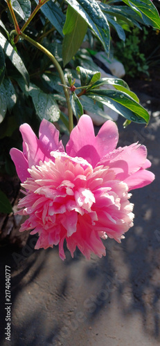 Konstfotografi Blooming pink peony flower with dew drops in garden