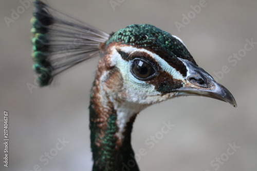 Photography Wild peahen (female Indian peafowl) captured in its natural habitat in Kerala, India