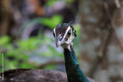 Photography Wild peahen (female Indian peafowl) captured in its natural habitat in Kerala, India