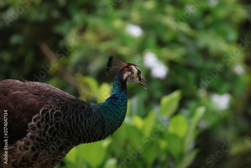 Photography Wild peahen (female Indian peafowl) captured in its natural habitat in Kerala, India