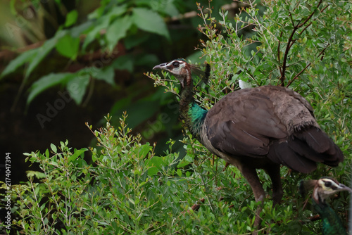 Photography Wild peahen (female Indian peafowl) captured in its natural habitat in Kerala, India