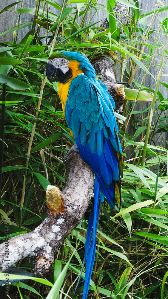 Obraz premium blue and yellow macaw