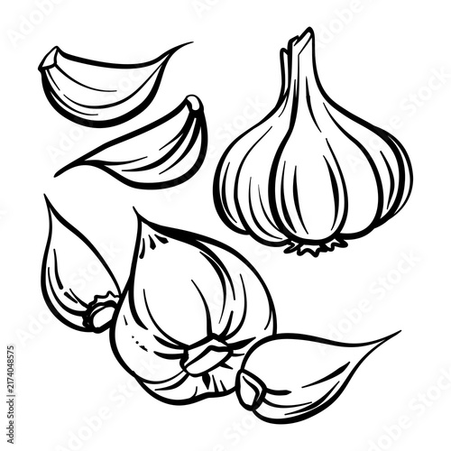 Hand drawn black and white line art style of garlic for coloring book or page