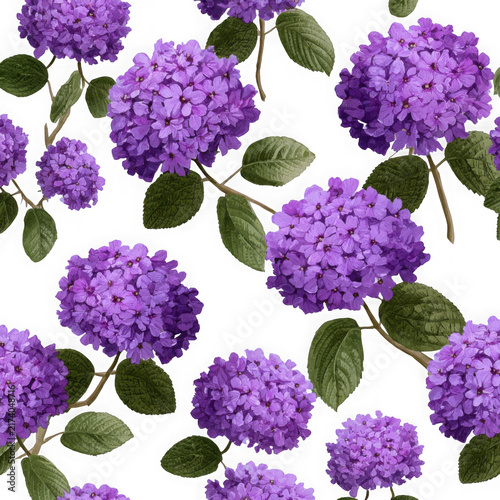 Purple hydrangeas flowers in full bloom