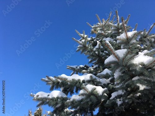 Foto Blue spruce tree top with branches covered with fresh snow growing tall and reac