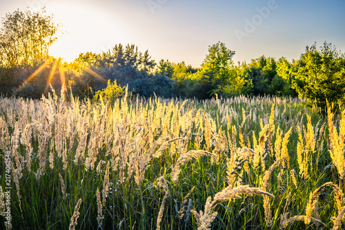 Summer Landscape with Field and beautiful Sunset