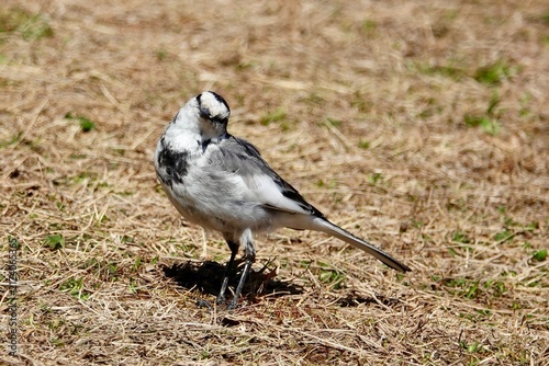 Bild auf Leinwand White wagtail preening its feathers on grassy ground in Chiba, Japan