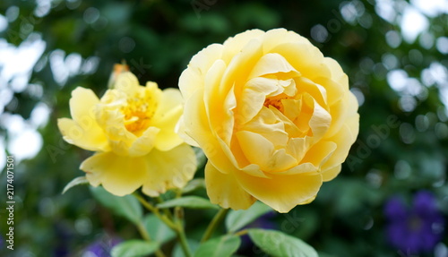 Foto 柔らかな光の中で美しく咲き誇る二輪の黄色いバラの花。鮮やかな花びらと豊かな緑の葉が対照的で、庭園の優雅な雰囲気を引き立てている自然の風景。