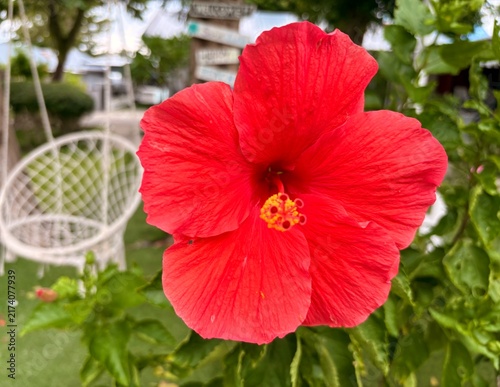 red hibiscus flower, red flower on tree