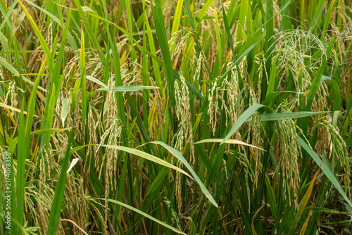 Canvastavla Golden rice stalks sway gently in the field, ready for harvest