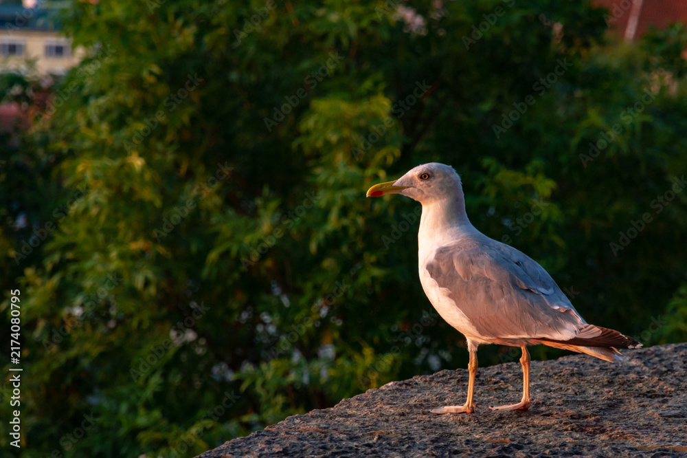 Obraz premium A close-up portrait of a European herring gull (Larus argentatus) standing on an old stone wall and looking right, bathed in the warm, golden light of a peaceful Tallinn sunrise.
