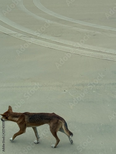 Фотография Wild dingo walking across the sand beside vehicle tracks, K'gari, Queensland, Au