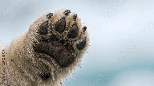 Close Up Polar Bear Paw Raised Against Arctic Background
