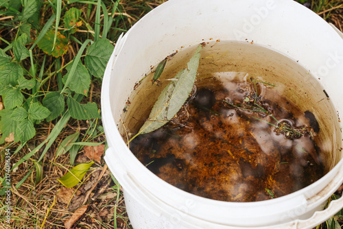 Принти на полотні White plastic bucket with brown stagnant water leaves and organic debris beside wild vegetation