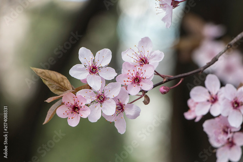 Close-up of a pink plum branch. Pink spring flowers