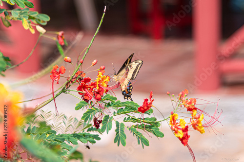 Cuadro en lienzo Papillon et fleurs