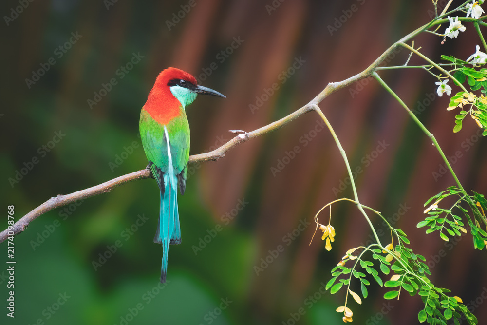 Obraz premium The paradise birds