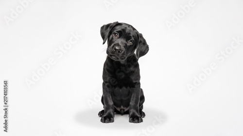 Black Labrador Puppy Sitting Isolated on White Background Studio Portrait 