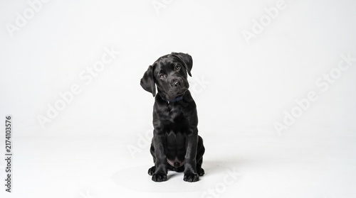 Black Labrador Puppy Sitting Isolated on White Background Studio Portrait 