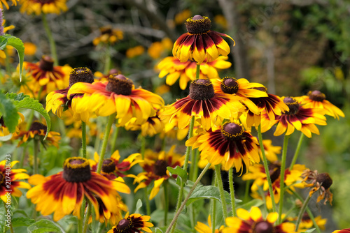 Canvastavla Yellow and red rudbeckia hirta ‘Autumn Forest’, also know as black eyed Susan or gloriosa daisy in flower