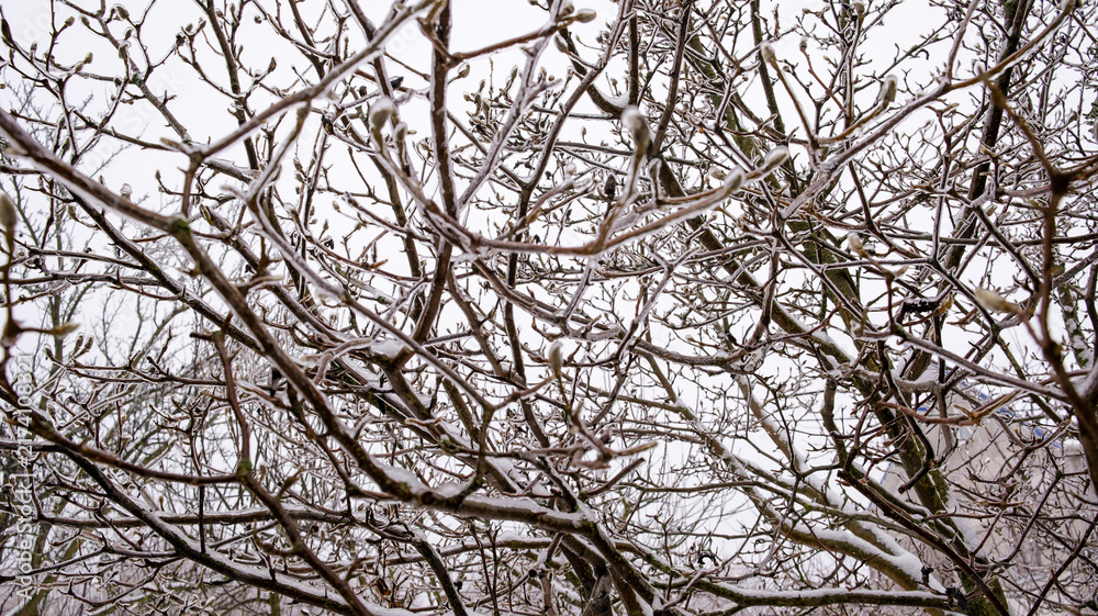 Obraz premium Frozen tree branches covered in ice and snow with visible buds in winter