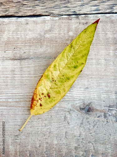 autumn leaves on wooden background