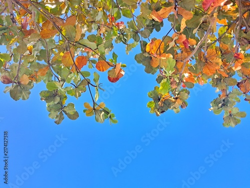 Colorful sea almond tree leaves changing color against clear blue sky with copy space for autumn background.
