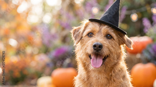 Happy dog wearing a witch hat in a colorful autumn garden  