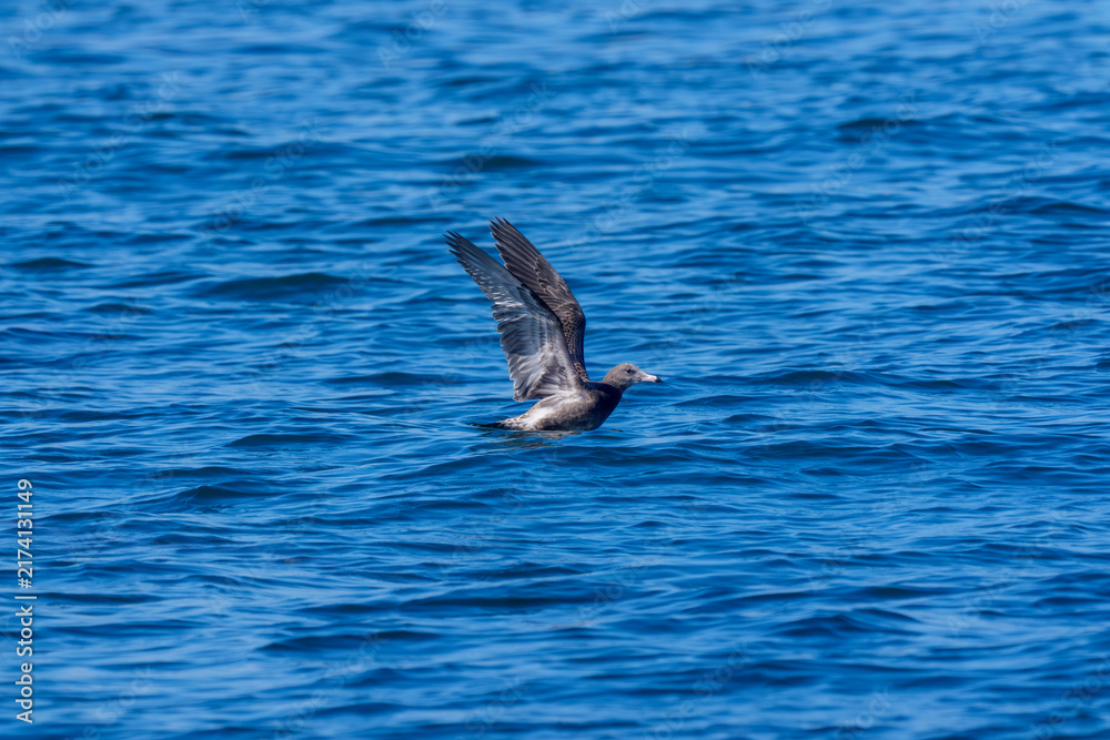 Fototapeta premium 北海道根室市 落石沖の海上で翼を広げるオオセグロカモメの幼鳥