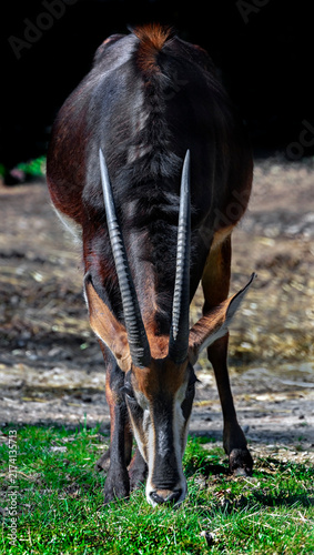 Canvastavla Sable antelope on the lawn. Latin name - Hippotragus niger
