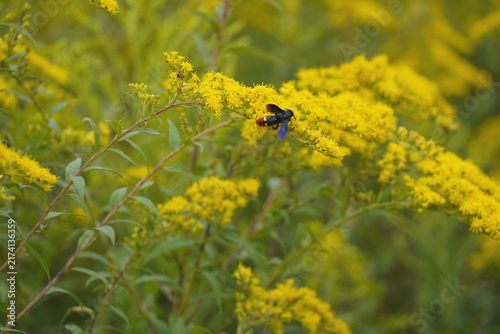 Bee among the Goldenrod