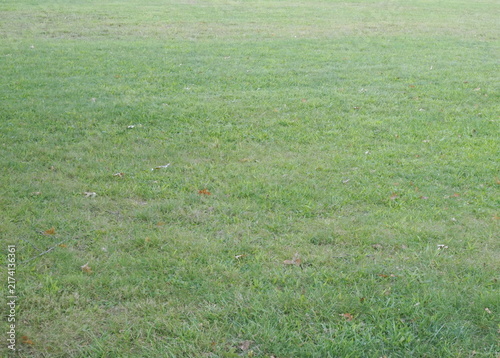 Green Grass Lawn as Background