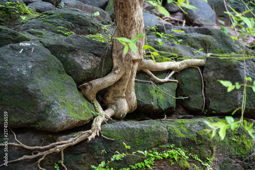 Nature always find the way for growth.. Close-up nature photograph of exposed tree roots naturally winding and growing around large moss-covered rocks in a dense green forest.