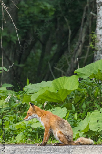 Cuadro en lienzo 日本　北海道の釧路湿原周辺で大きなフキの葉を背に佇む野生のキタキツネ