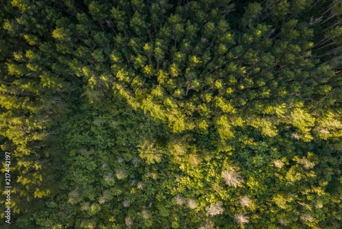 Cuadro en lienzo Direct aerial view capturing the dense green canopy of a pine forest in Whangamata, New Zealand, showcasing natural patterns and sunlight
