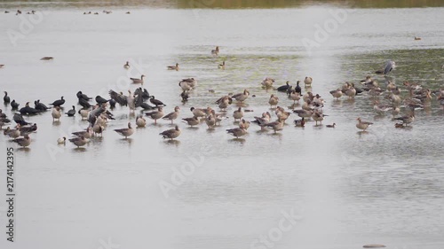 flock of birds on the lake