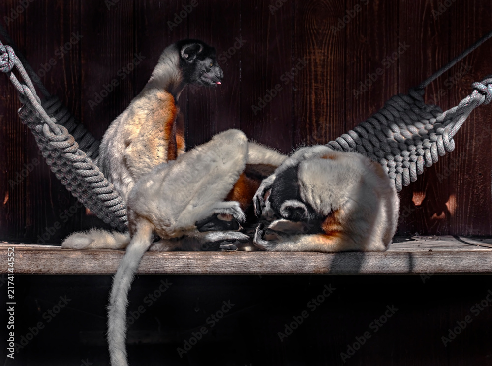 Naklejka premium Crowned sifakas on the poles. Latin name - Propithecus coronatus 