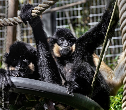 Canvastavla Southern yellow-cheecked gibbons in their enclosure