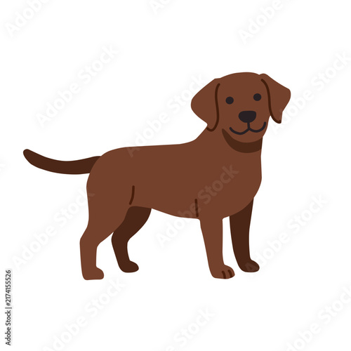 Cute brown Labrador retriever standing with a happy expression and long tail, isolated on white background, cartoon vector illustration for pet designs