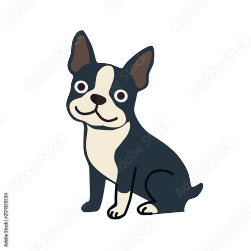 Cute black and white Boston terrier sitting with upright ears and a friendly expression, isolated on white background, cartoon vector illustration
