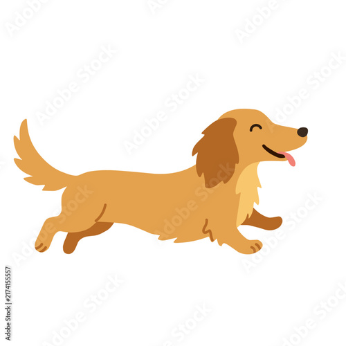 Cute long-haired dachshund running with a happy expression, isolated on white background, cartoon vector illustration for pet, dog, and animal designs
