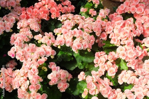 Canvastavla Vibrant bed of pink begonia flowers blooming in a botanical garden