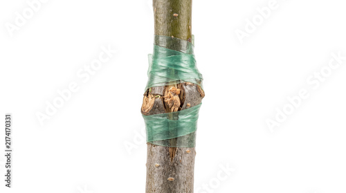 Grafted fruit tree branch with green garden tape, close-up of plant propagation technique, horticultural grafting on white background