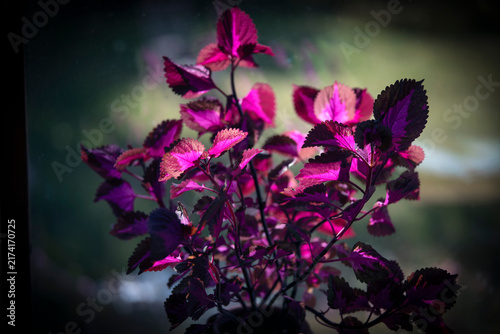 Photography purple flower on black background, Nacka,Sverige,Sweden,Stockholm ,summer