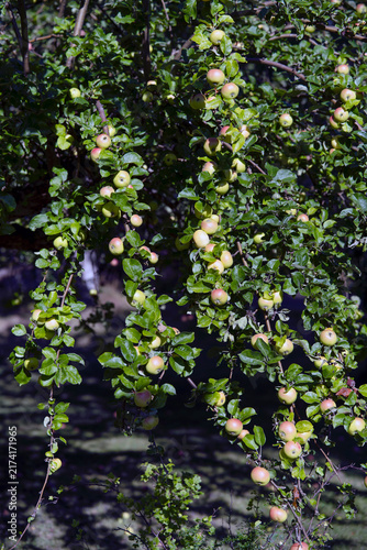 Canvas Print apples in a tree, Nacka,Sverige,Sweden,Stockholm ,summer