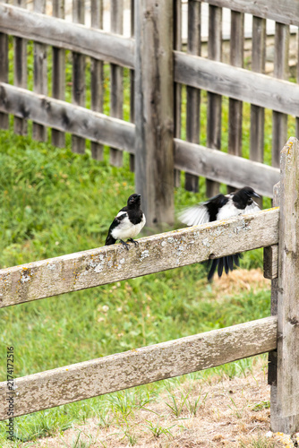 Fotografie Dynamic magpies on rustic wooden fence with one bird in mid‑wing motion