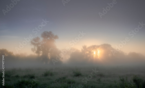 Fotografía Sun rising behind trees in dense low fog over a grassy field