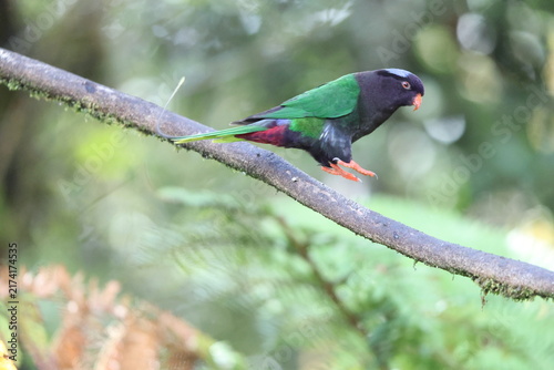 Fotografía Stella's lorikeet (Charmosyna stellae stellae) is a species of parrot in the family Psittaculidae